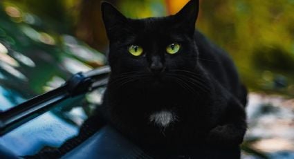 Descubre el misterio detrás de soñar con un gato negro en la carretera