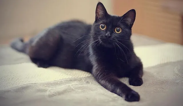 Descubre el misterio detrás de soñar con un gato negro