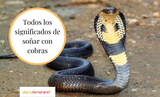 Descubre el misterio detrás de soñar con una cobra real diamante