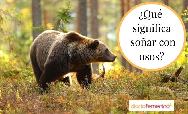 Descubre el misterio: ¿Qué significa soñar con un oso que te habla?