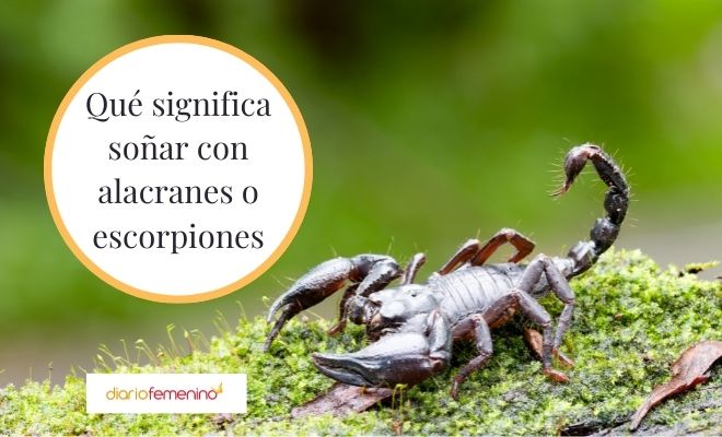 Descubre el misterio: Soñar con alacranes en los zapatos