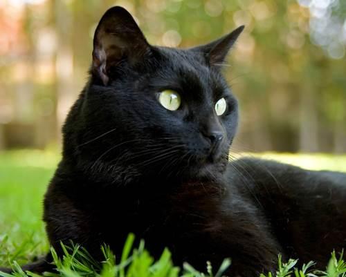 Descubre el misterio: Soñar con un gato negro que te sigue