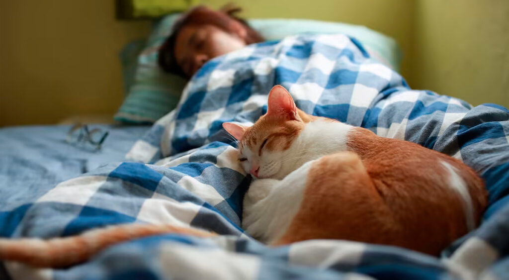 Descubre el misterioso significado de soñar con gatos bajo la cama