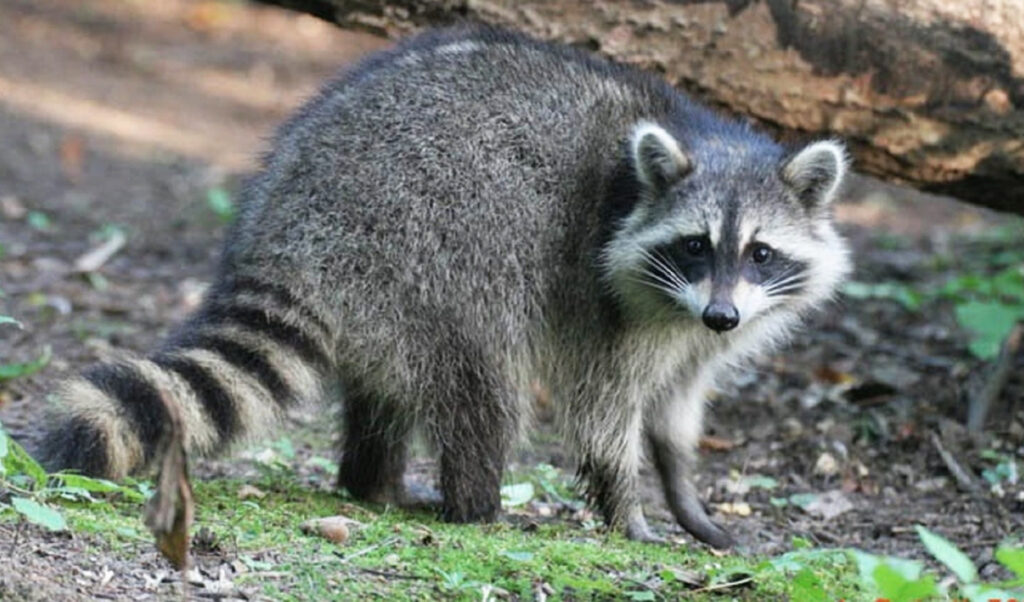 Descubre el misterioso significado de soñar con un mapache