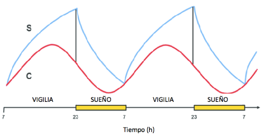 Descubre el modelo de dos procesos para regular tu sueño