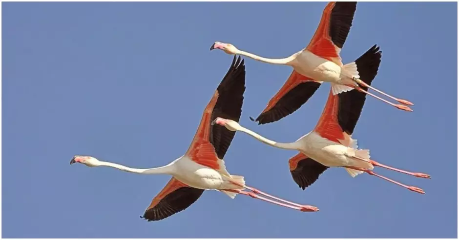 Descubre el nombre de las aves que San Martín escuchó