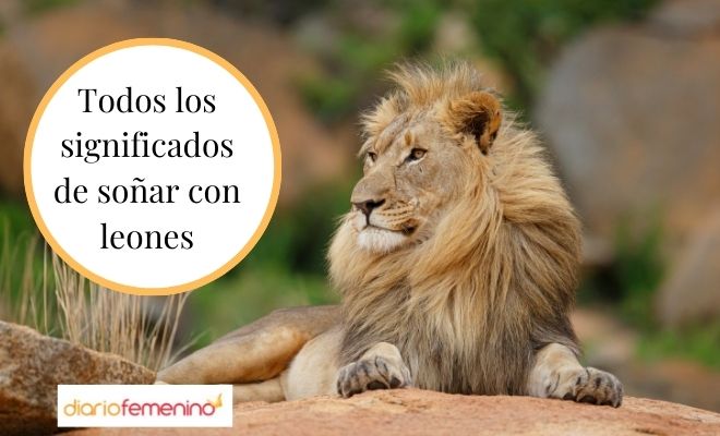 Descubre el significado de los leones dando a luz en tus sueños