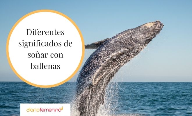 Descubre el significado de los sueños con agua verde y una ballena