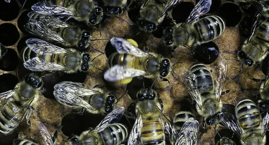 Descubre el significado de soñar con abejas negras picándote