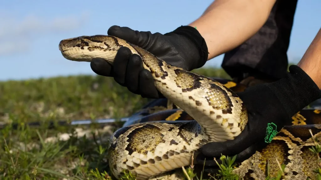 Descubre el significado de soñar con aguantar una serpiente gigante