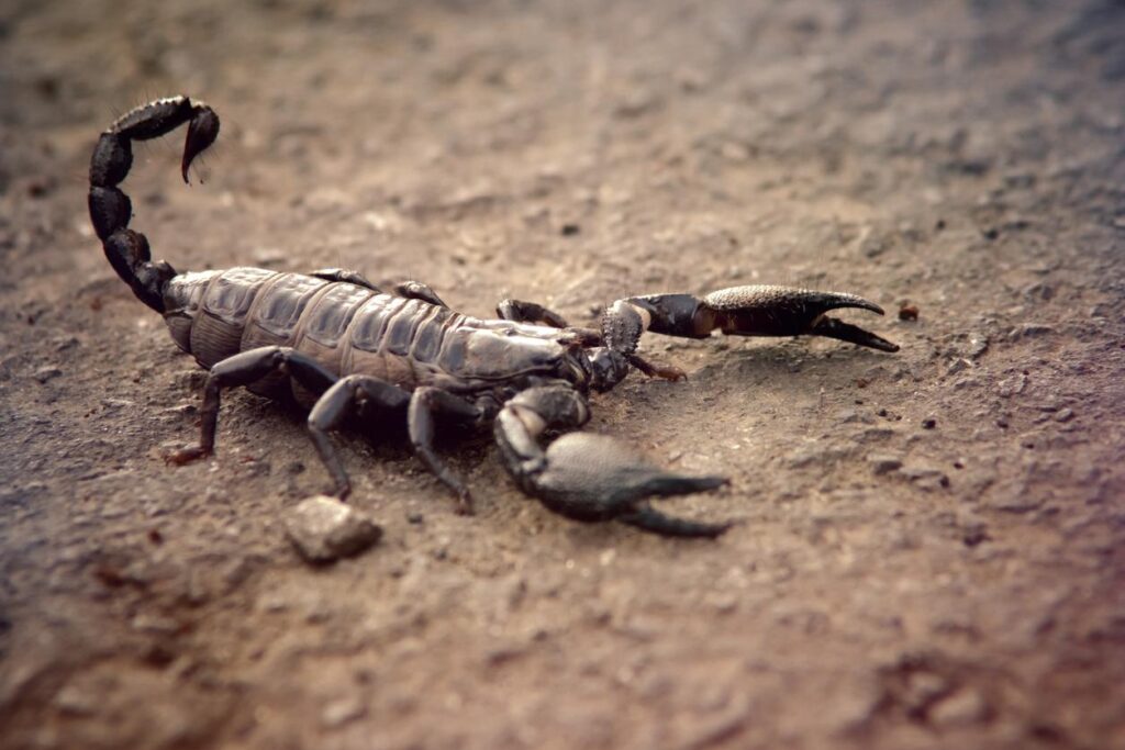 Descubre el significado de soñar con alacranes y arañas