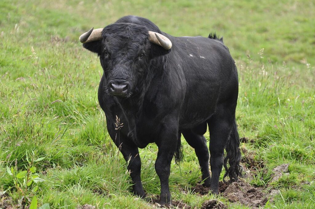 Descubre el significado de soñar con amarrar un toro