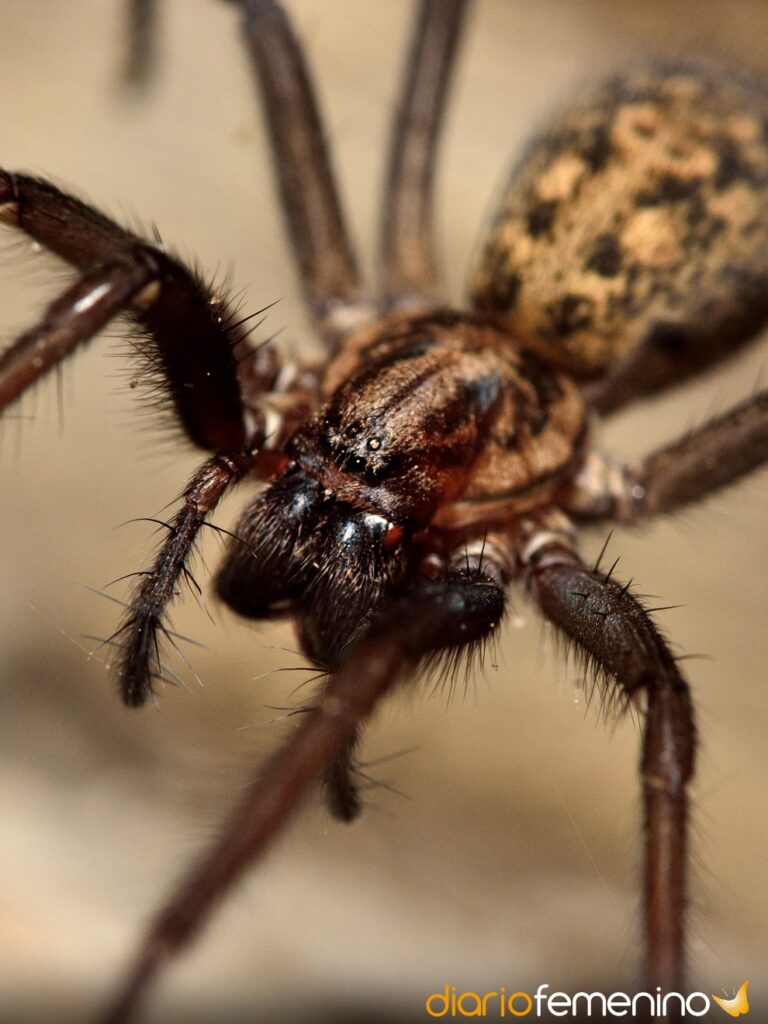 Descubre el significado de soñar con araña grande en la cabeza