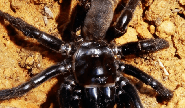 Descubre el significado de soñar con araña negra gigante