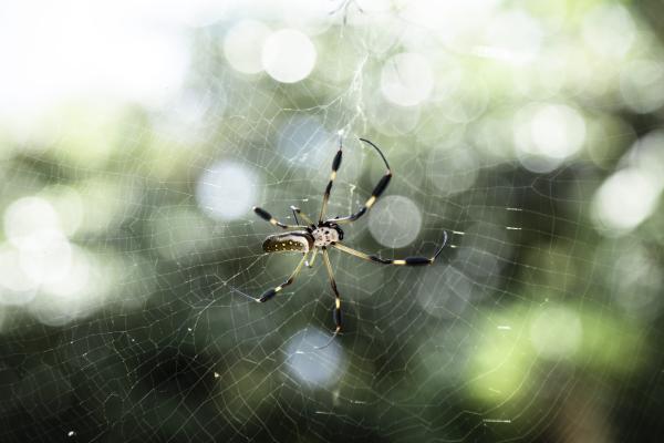 Descubre el significado de soñar con arañas verdes enano