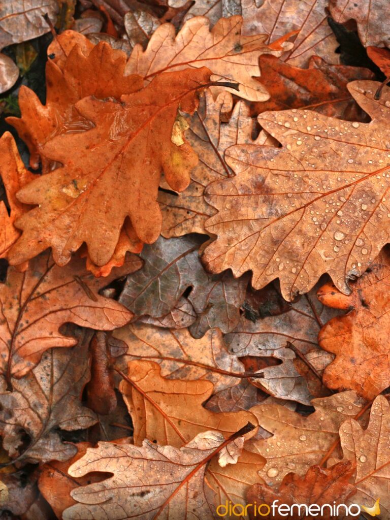 Descubre el significado de soñar con barrer hojas secas de árbol