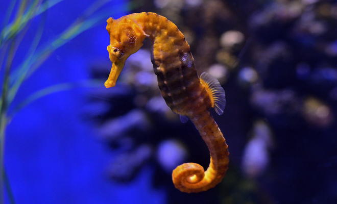 Descubre el significado de soñar con caballitos de mar de colores