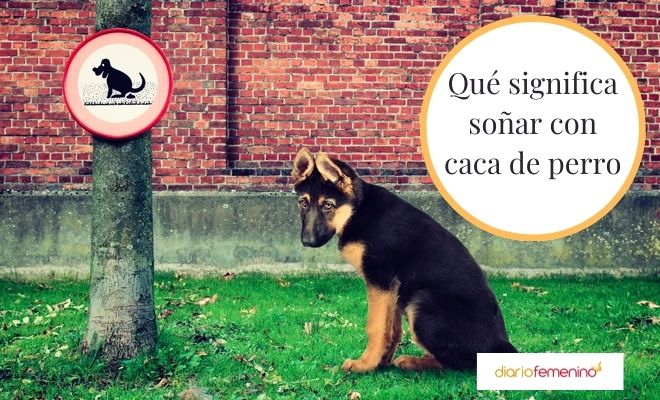 Descubre el significado de soñar con caca de perro en la cama