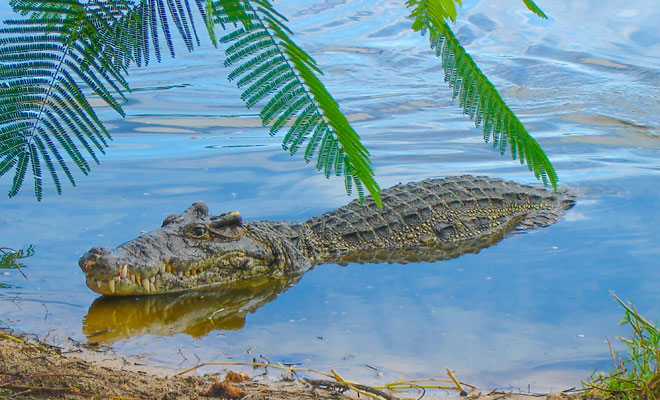 Descubre el significado de soñar con cocodrilos gigantes en el agua