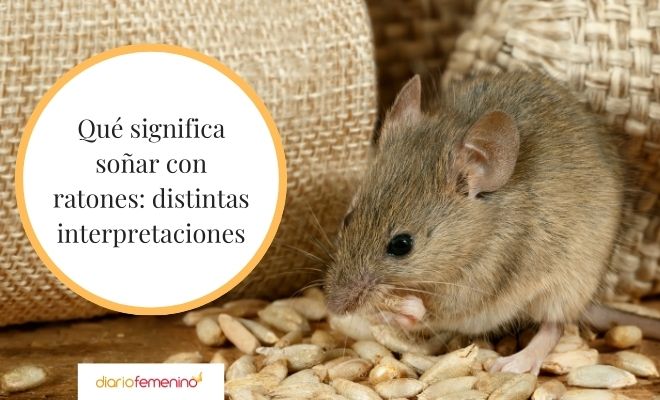 Descubre el significado de soñar con comer y oler ratas