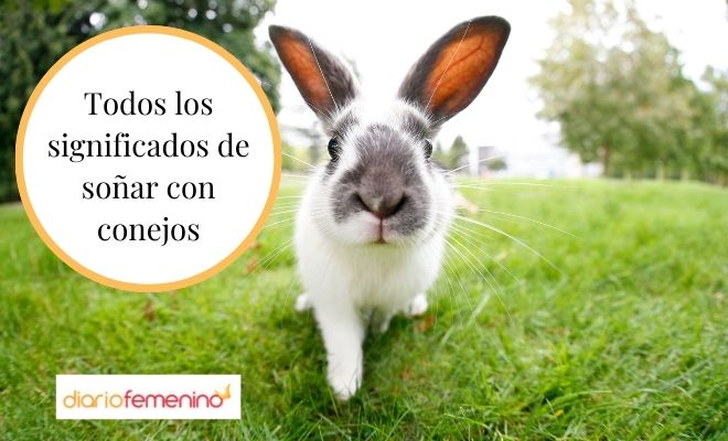 Descubre el significado de soñar con conejo blanco ensangrentado