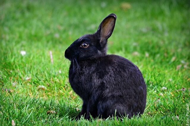 Descubre el significado de soñar con conejos negro y blanco