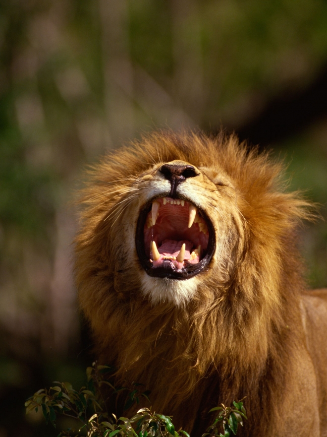 Descubre el significado de soñar con el rugido del león