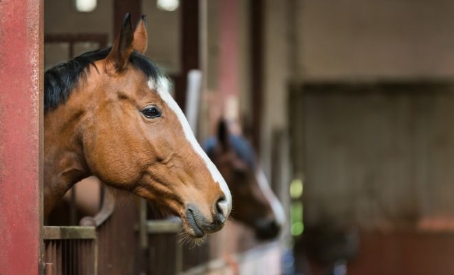 Descubre el significado de soñar con establo de caballos