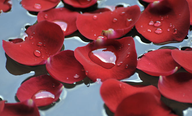 Descubre el significado de soñar con flores flotando en el agua