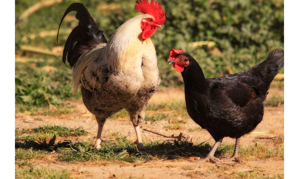 Descubre el significado de soñar con gallo negro y cresta roja