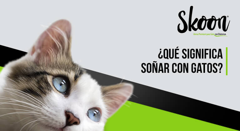 Descubre el significado de soñar con gatos muertos