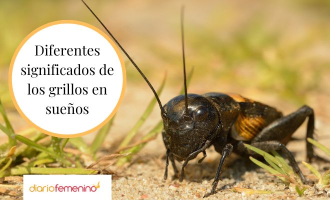 Descubre el significado de soñar con grillos o chapulines gigantes