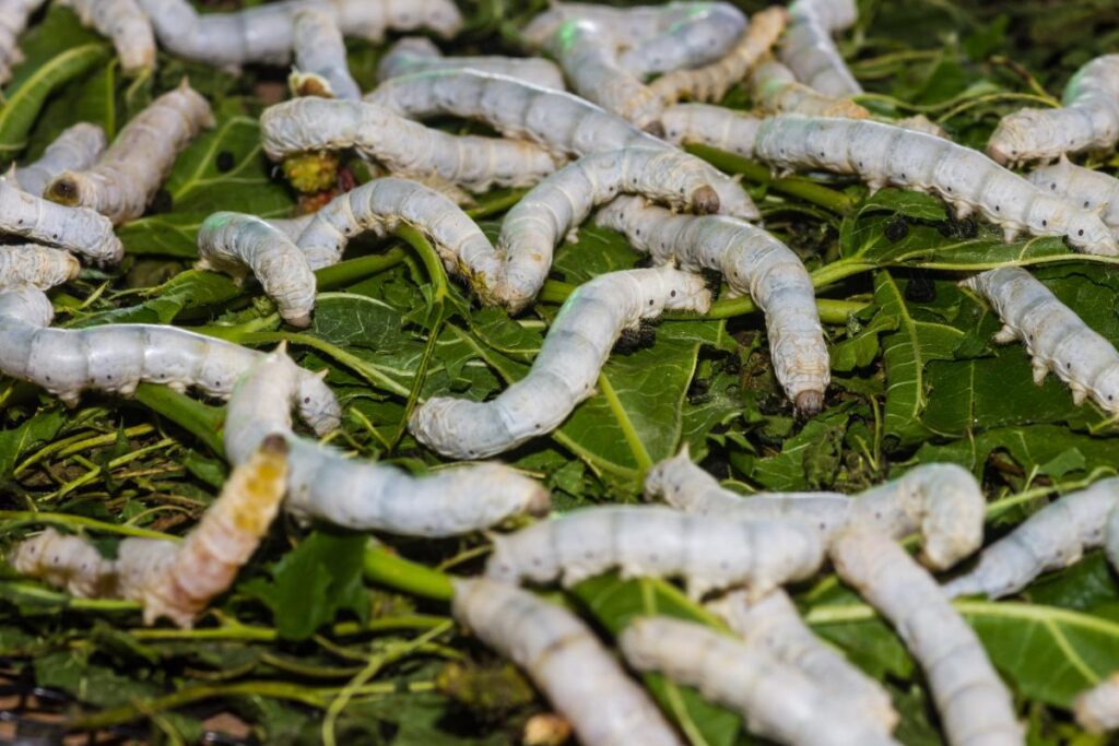 Descubre el significado de soñar con gusanos blancos en el cuerpo