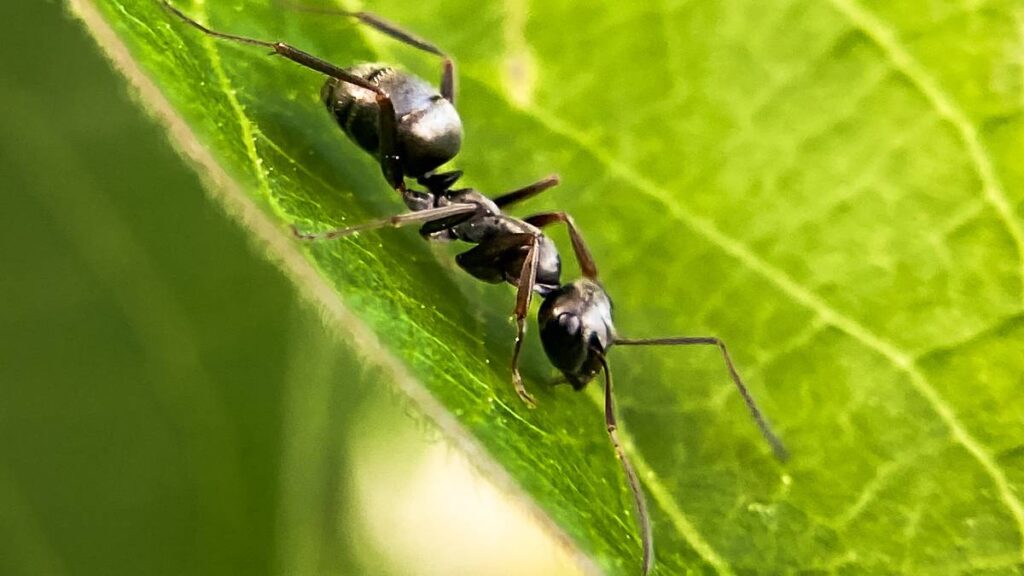 Descubre el significado de soñar con hormigas negras: ¡Sorprendente!