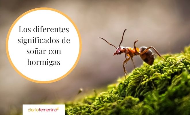 Descubre el significado de soñar con hormigas que pisas en exceso