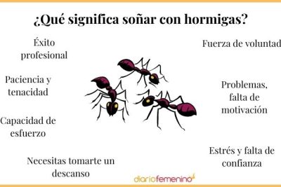 Descubre el significado de soñar con hormigas RR