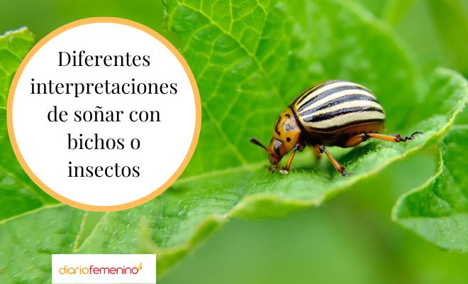 Descubre el significado de soñar con insectos invadiendo tu hogar