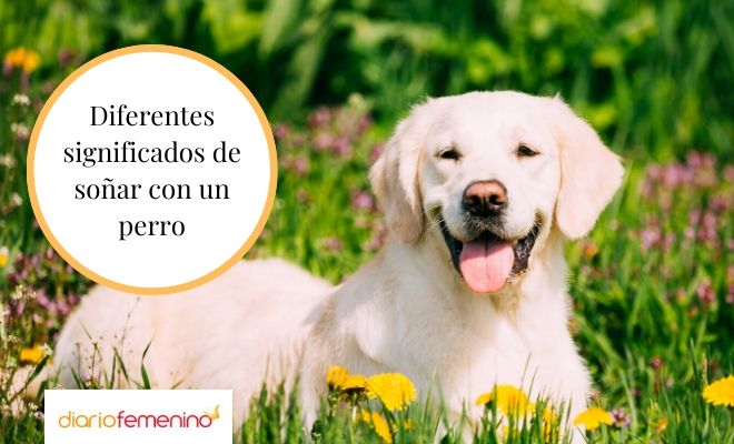 Descubre el significado de soñar con la cabeza de un perro