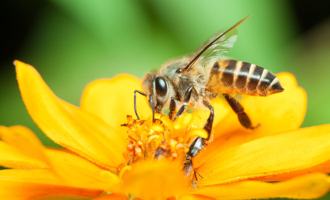 Descubre el significado de soñar con la picadura de una abeja