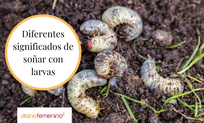 Descubre el significado de soñar con larvas blancas en la cabeza