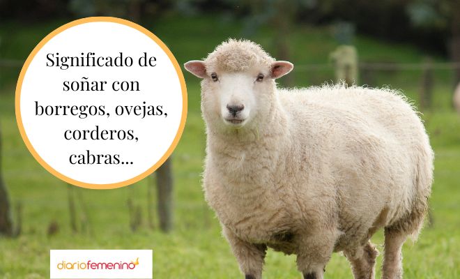 Descubre el significado de soñar con manada de ovejas y vacas