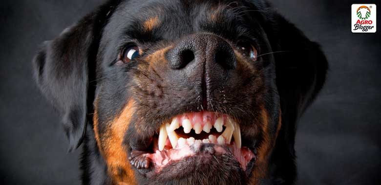 Descubre el significado de soñar con matar a un perro negro