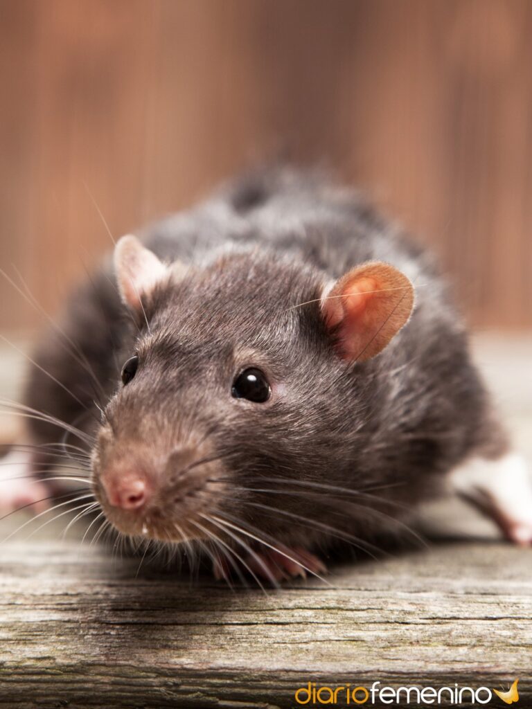 Descubre el significado de soñar con matar ratas gigantes