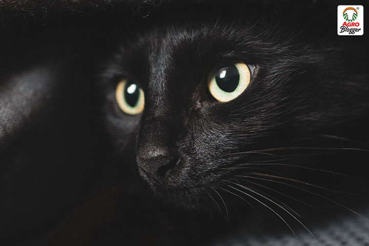 Descubre el significado de soñar con matar un gato negro