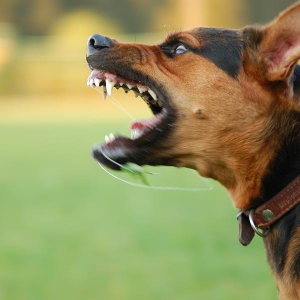 Descubre el significado de soñar con morder un perro