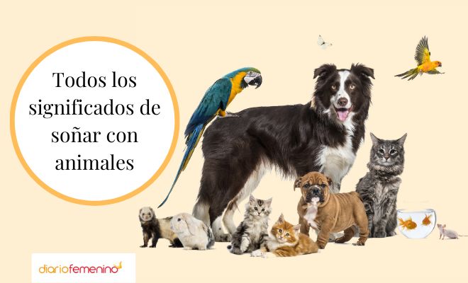 Descubre el significado de soñar con muchas mascotas