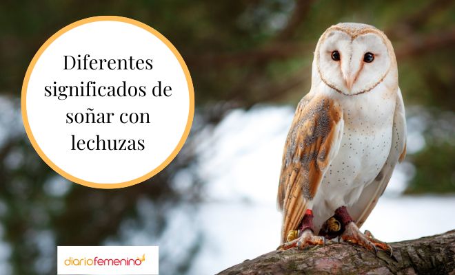 Descubre el significado de soñar con pájaros y lechuzas