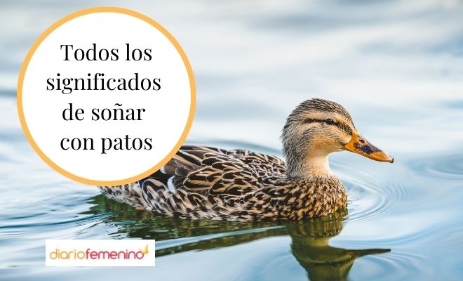 Descubre el significado de soñar con patos en agua clara