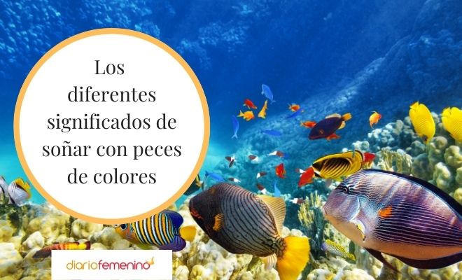 Descubre el significado de soñar con peces de colores en agua clara