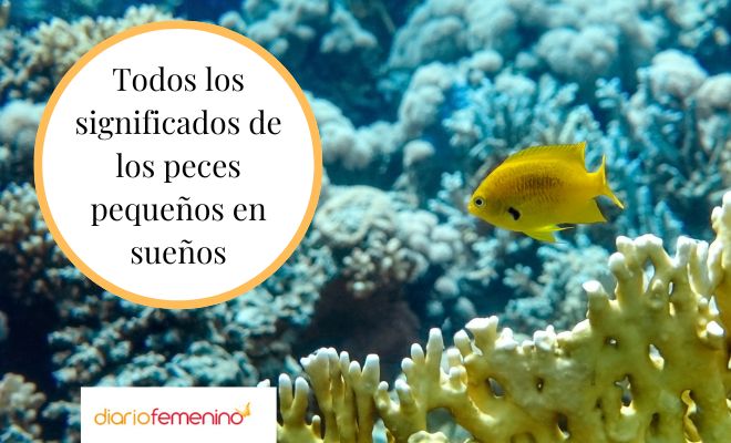 Descubre el significado de soñar con peces pequeños en una pecera